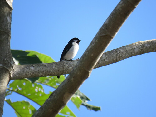 Lined Seedeater