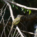 Gray-crowned Flatbill - Photo (c) Eduardo Augusto Ferreira, all rights reserved, uploaded by Eduardo Augusto Ferreira