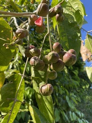 Protium glabrum image