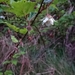 Rubus taitoensis - Photo (c) Francisca Wu, all rights reserved, uploaded by Francisca Wu