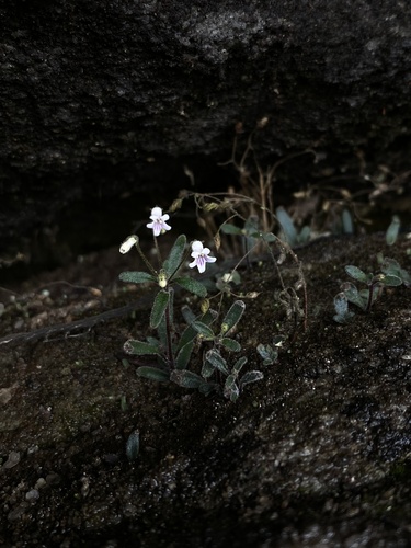 Streptocarpus decipiens