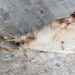 Dalcerides alba - Photo (c) gernotkunz, todos los derechos reservados, subido por gernotkunz