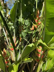 Heliconia wagneriana image