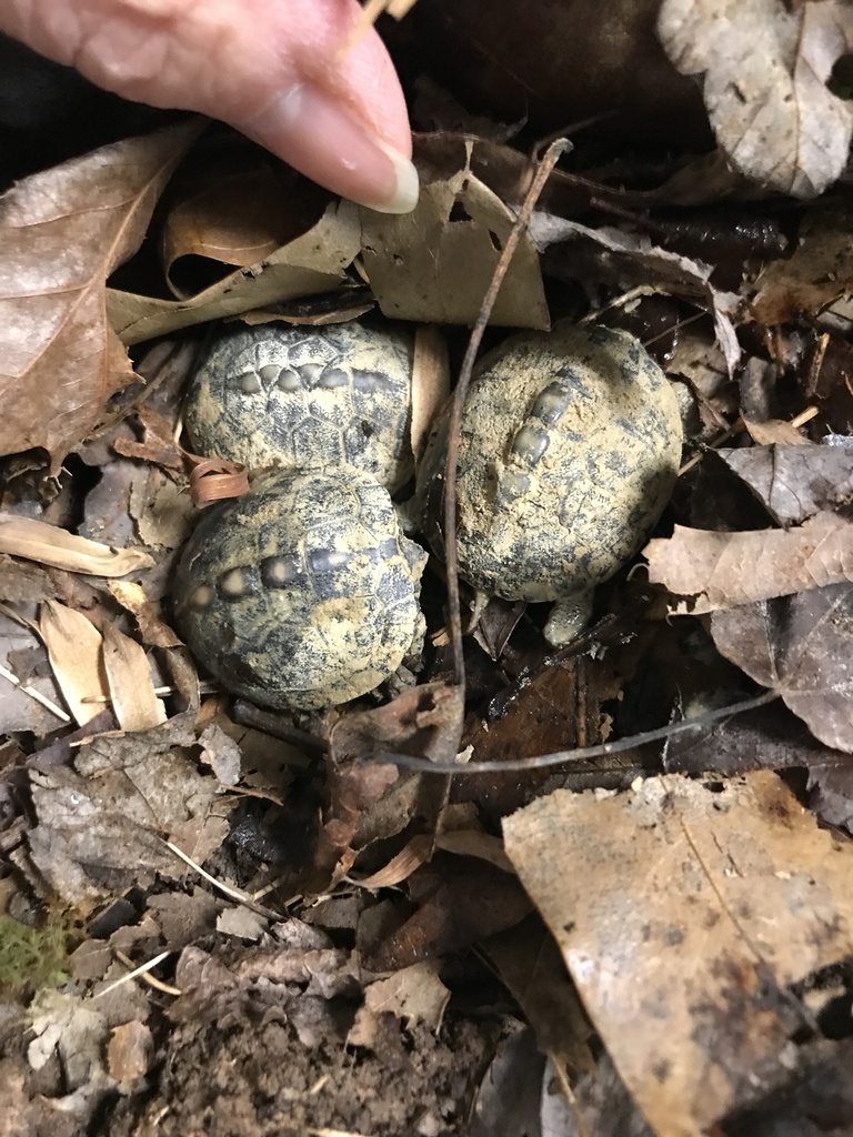 Eastern Box Turtle In January 2024 By Sammyisafuzzydog Suprise In The   Large 