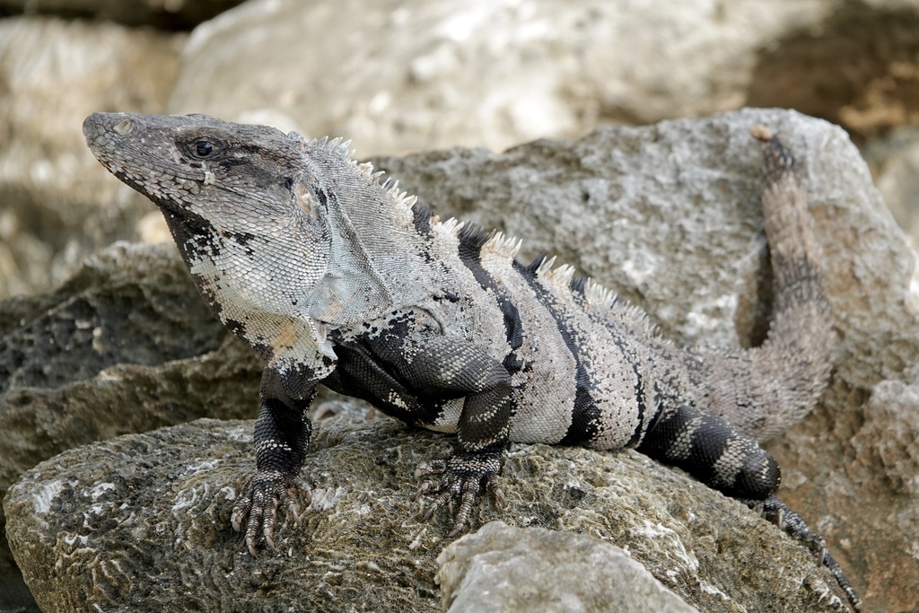 Black Spiny-tailed Iguana from Grand Sirenis, Grand Sirenis, Q. Roo ...