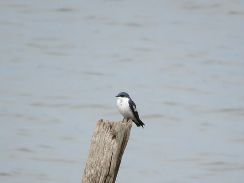White-winged Swallow