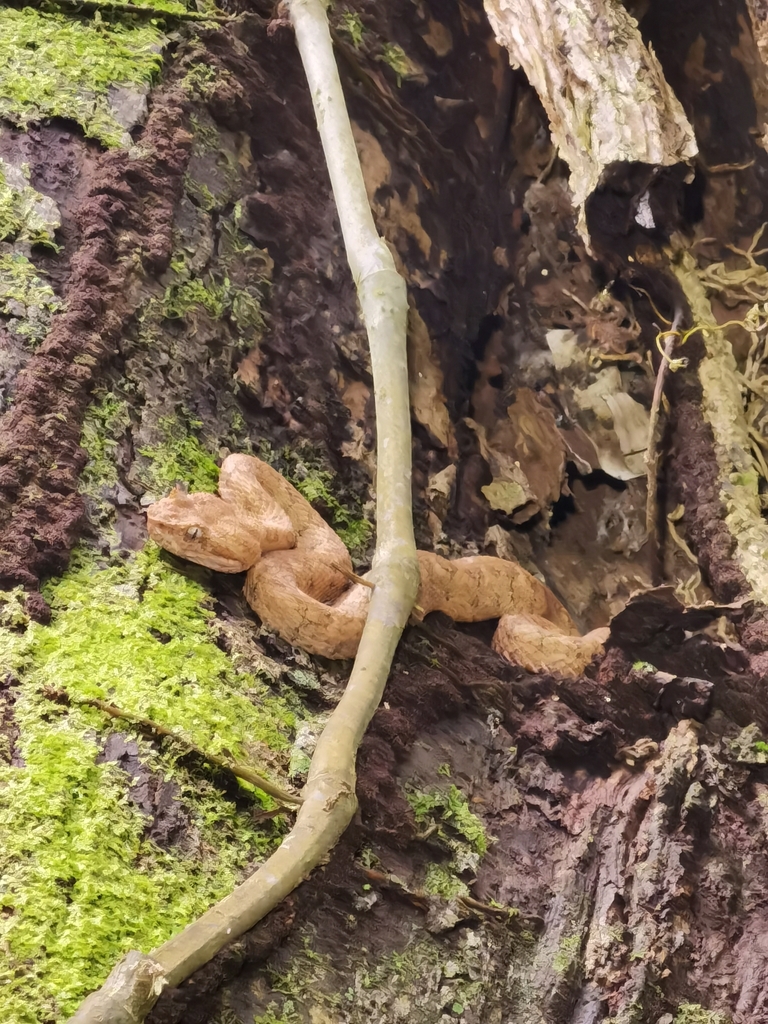 Eyelash Viper From Talamanca, Cr-li, Cr On January 19, 2024 At 10:13 Am 