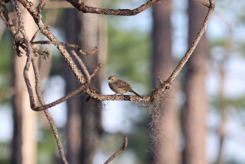 Bachman S Sparrow In January 2024 By Kate Dolamore INaturalist   Large 