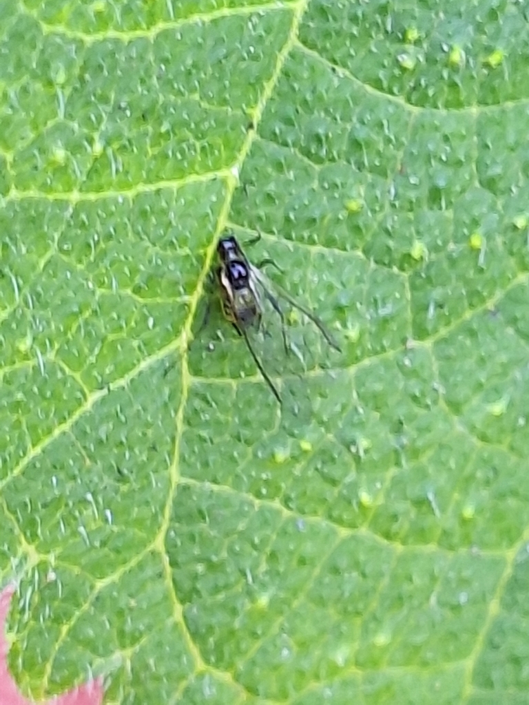 One Winged Insect Winged and Once-winged Insects from 350台灣苗栗縣竹南鎮海口里 on January 19, 2024 ...