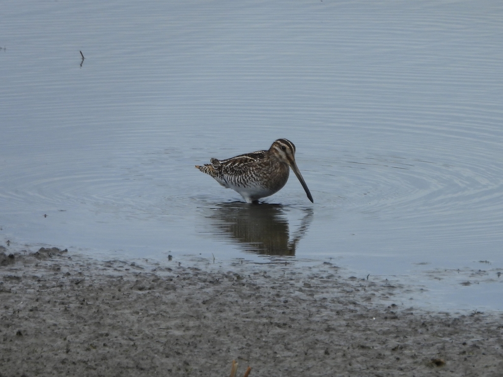 Wilson's Snipe from Mitchell Lake Audubon Center on January 13, 2024 at ...