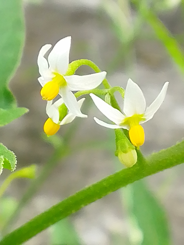 Solanum Americanum