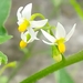 American Black Nightshade - Photo (c) Rudy, all rights reserved, uploaded by Rudy