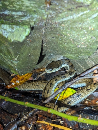 Rough-scaled Snake sighting
