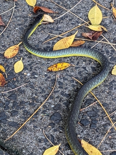 Common Tree Snake sighting
