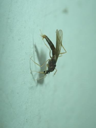 Linepithema tsachila · iNaturalist