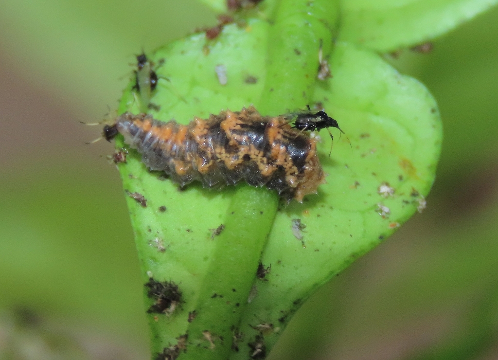 Insects from Wallaga Lake NSW 2546, Australia on January 20, 2024 at 03 ...