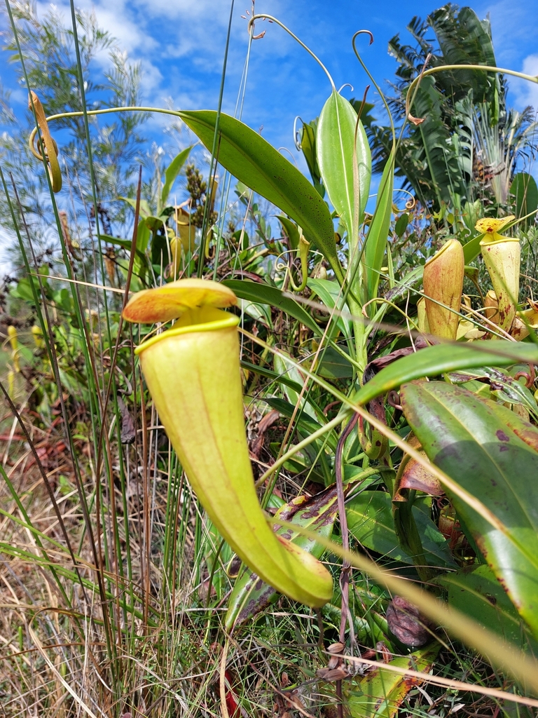 Nepenthes madagascariensis in January 2024 by Simon Mahood · iNaturalist
