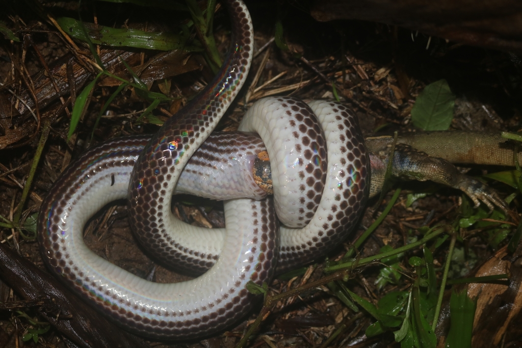 Asian Sunbeam Snake from 5QRX+25P, Bukit, Cho-airong District ...