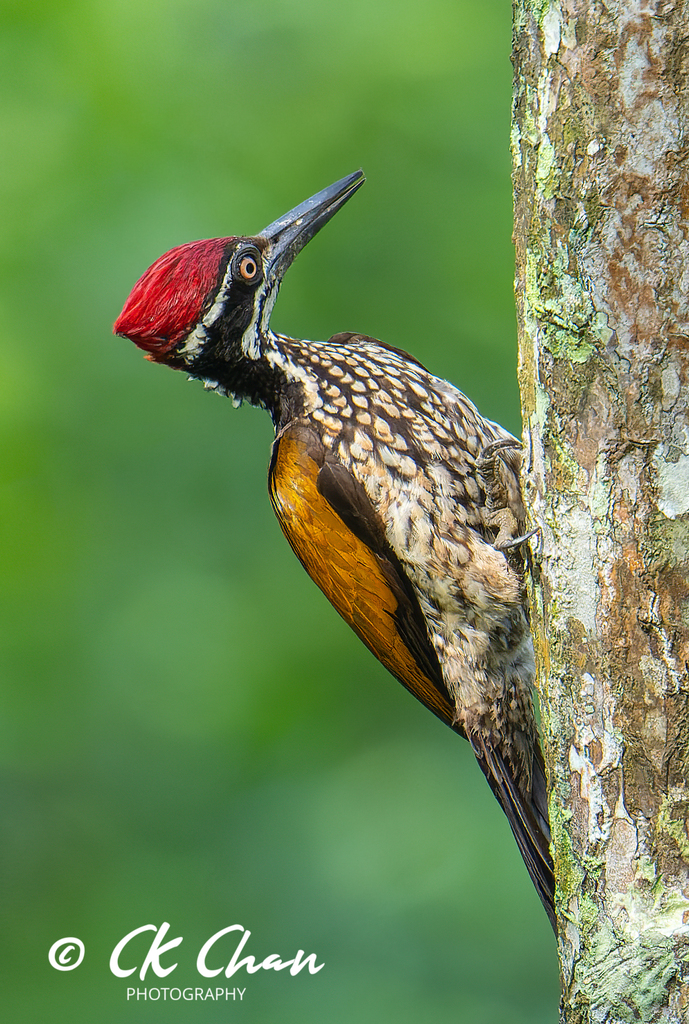 Greater Flameback photo