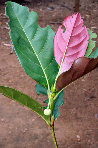Breonia tayloriana