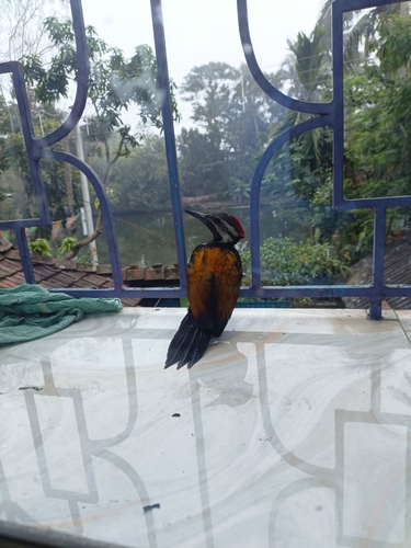 Black-rumped Flameback