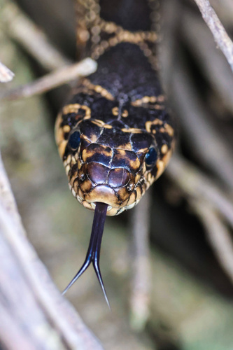 Horseshoe Whip Snake