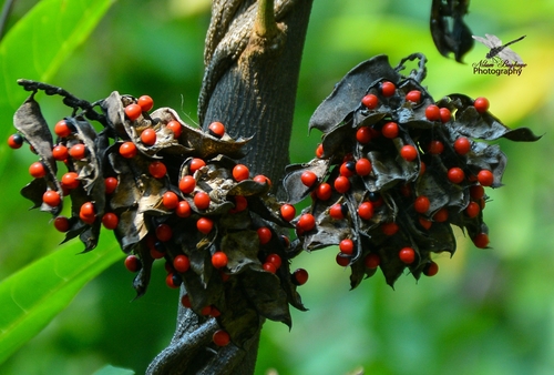 rosary pea