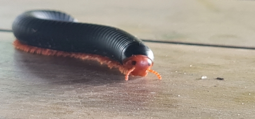 Red-legged Millipede
