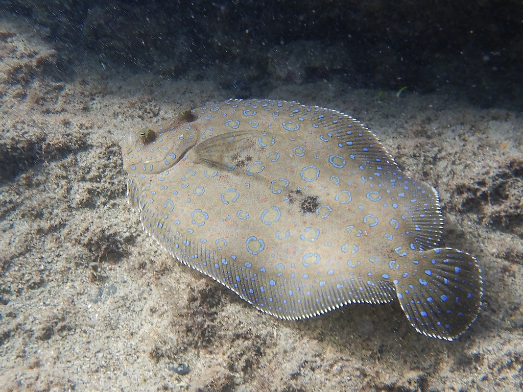 Atlantic Peacock Flounder from Hatillo, Puerto Rico on June 9, 2023 at