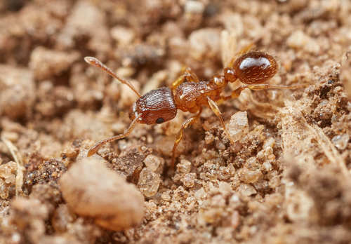 Tetramorium frigidumTetramorium frigidum
