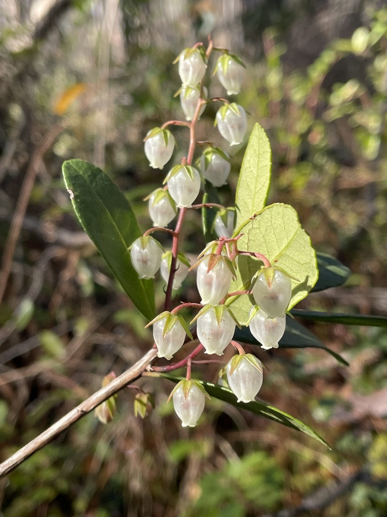 Pieris phillyreifolia