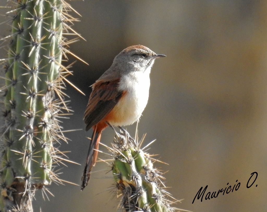 Rusty-vented Canastero (Asthenes dorbignyi) photo