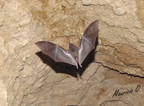 Tschudi's Tailless Bat