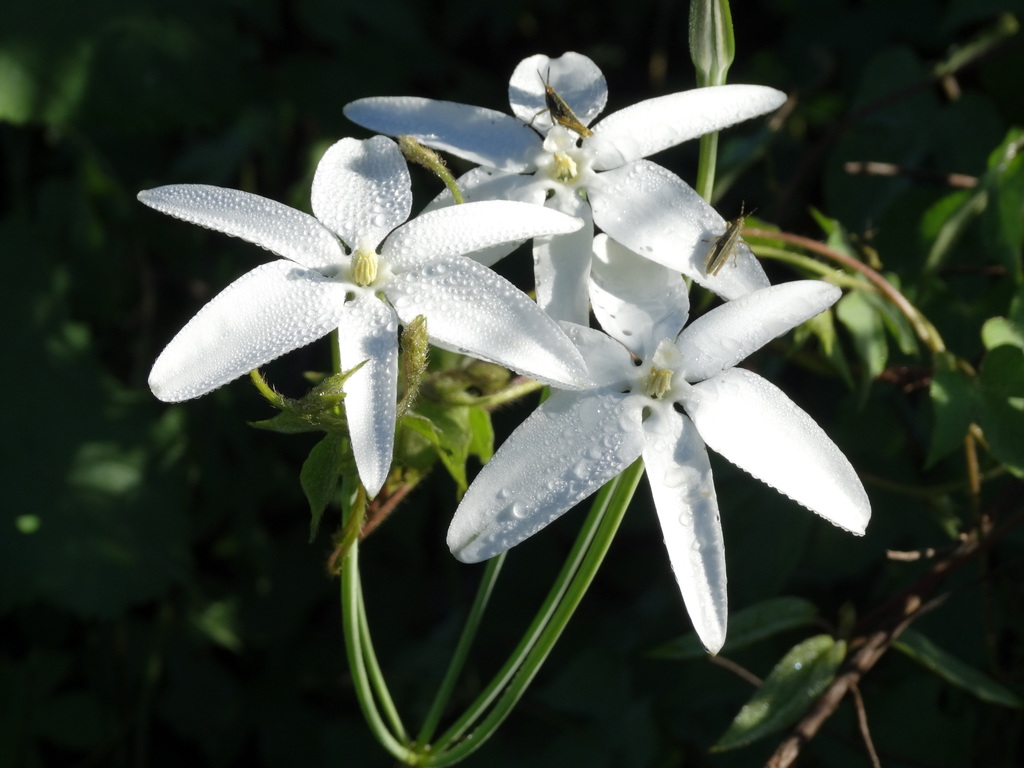 Photos Of Mexican Star Milla Biflora Inaturalist