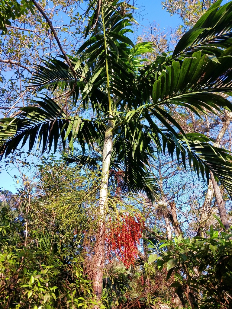 Solitaire palm