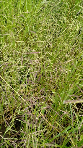 Pleuropogon californicus var. davyi