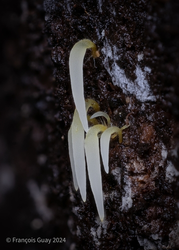 Mucronella fusiformis (Kauffman) K.A.Harrison