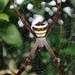 Garden Cross Spider - Photo (c) abhilash srinivas, all rights reserved, uploaded by abhilash srinivas