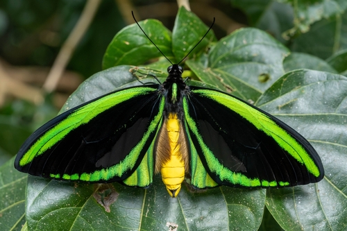 Common Green Birdwing (Ornithoptera priamus) · iNaturalist