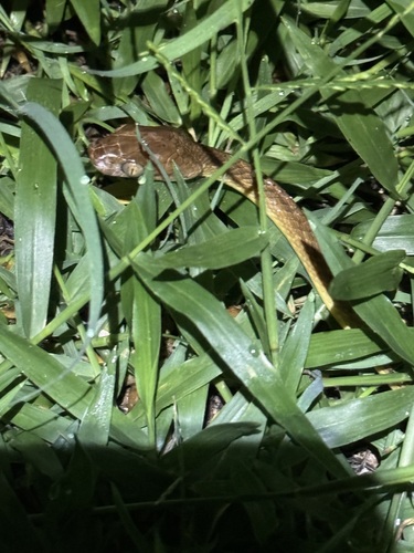 Brown Tree Snake sighting