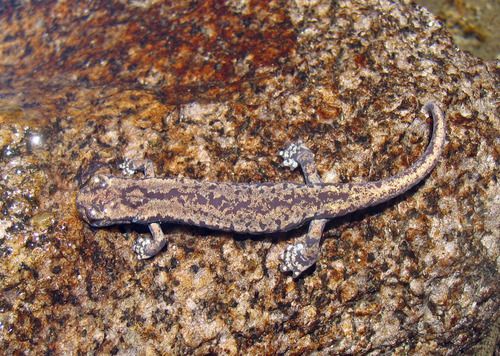 Mount Lyell Salamander