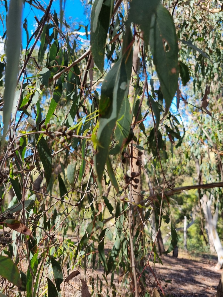 narrowleaf peppermint gum from Morrisons VIC 3334, Australia on