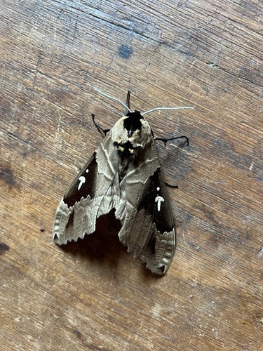 Arrow Sphinx