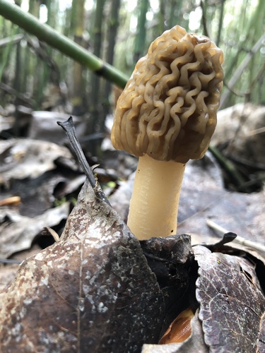 Bohemiškasis aukšliavarpis nuotrauka