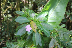 Impatiens sodenii image