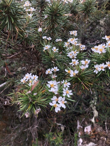 Olearia pinifolia (Hook.fil.) Benth.