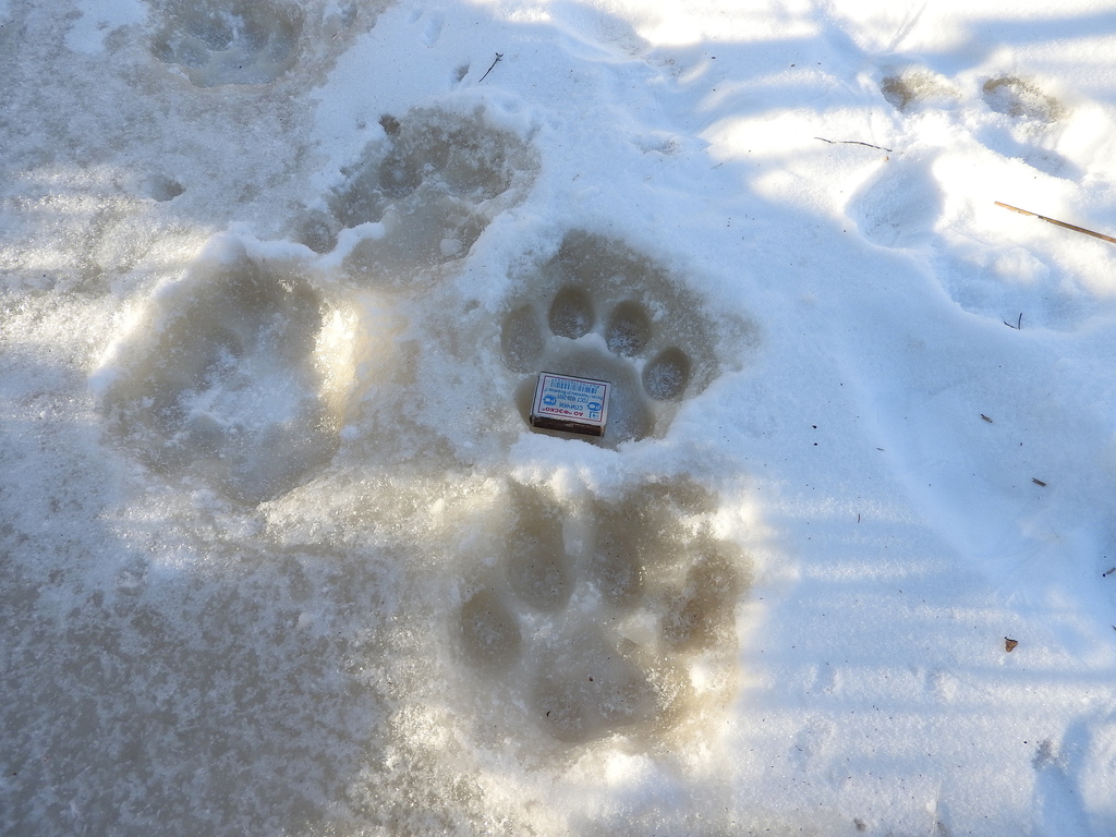 Amur Tiger In January 2024 By Marina Babykina INaturalist   Large 