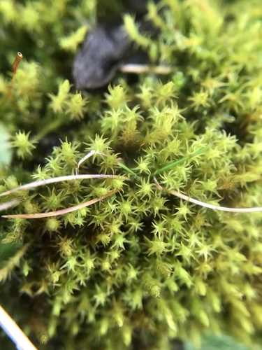 didymodon moss (Didymodon fallax)