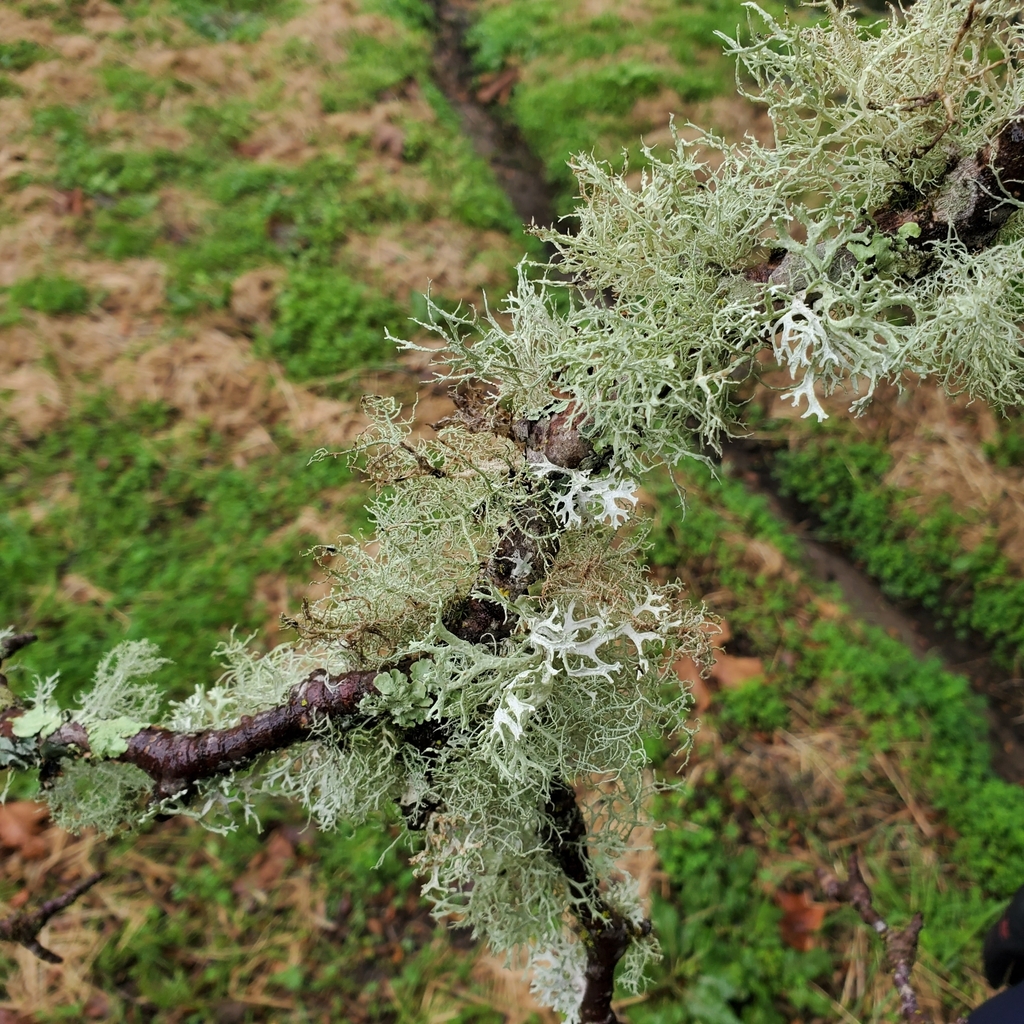 Ramalina roesleri