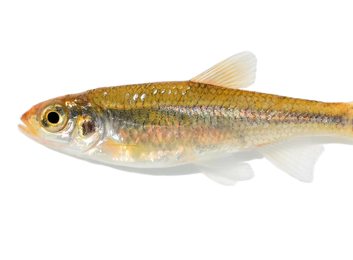 Striped Shiner